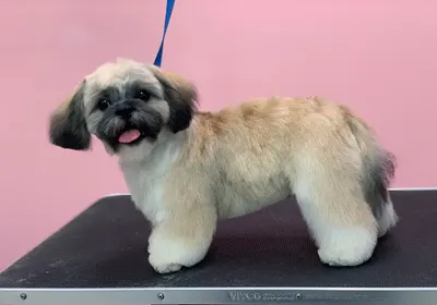 Psi Styl. Strzyżenie psów